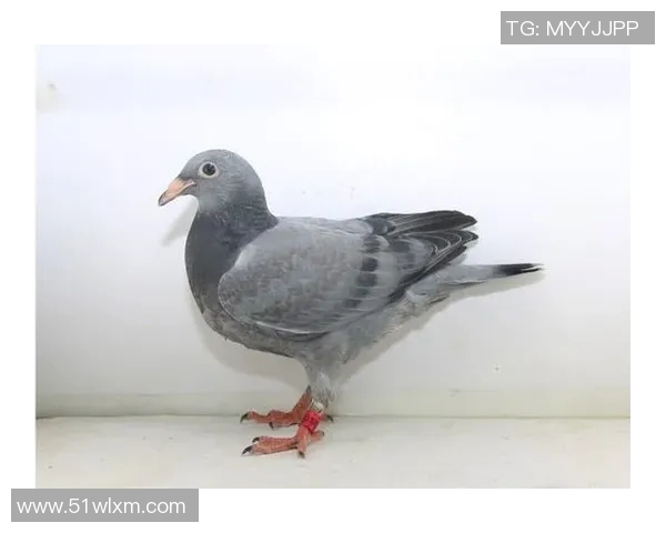 重磅专题：探索V5战队区域防守的创新策略与实践分析